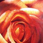 Rose \