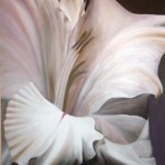 gladiola \