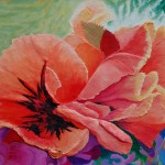 icelandic-poppies \
