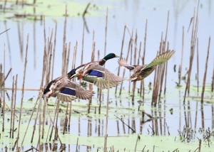 Duck Takeoff