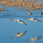 "In Flight"
