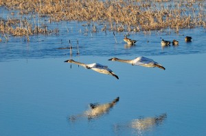 In Flight