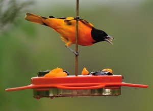 "Oriole Jelly"